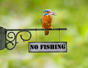 No fishing Kingfisher