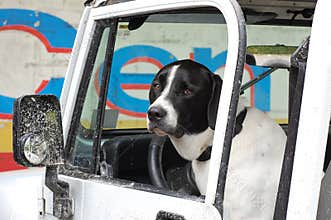 Designated Driver