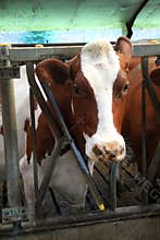 Cows are calm animals