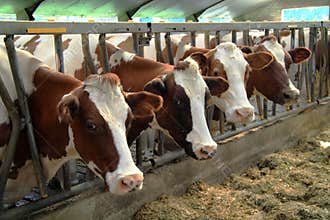 Cows in the stable