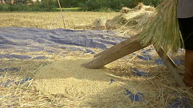 farmer beating rice straws by hand on a slotted wooden platform to separate the grain from the panicle  