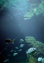 Marine life