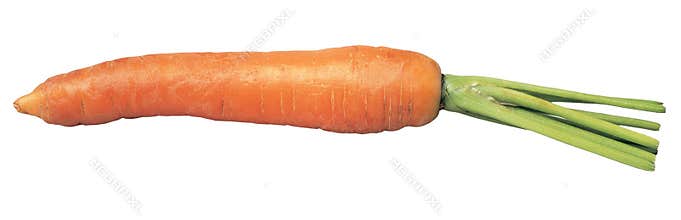Carrot