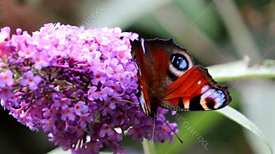 Creeping European Peacock over pink Buddleja flower
