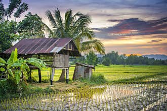 Thailand Farm