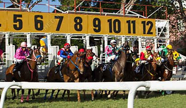 Horse Racing in Barbados - just out of the starting gates