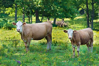 Herd of beef cattle