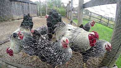 Farm Chickens, Chicken Coop, poultry