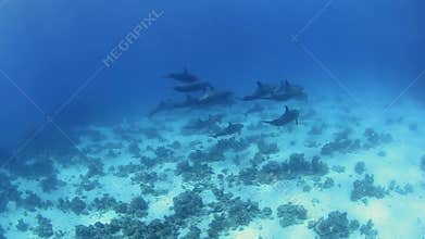 Pod of wild bottlenose dolphins