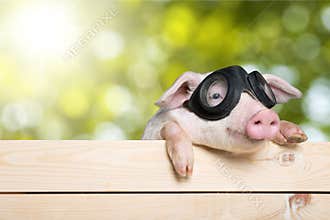 Funny piglet