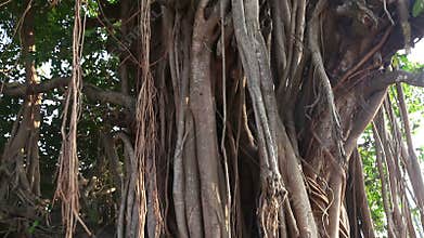Banyan tree on Goa beach