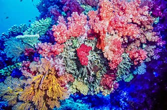 Coral reef Fiji South pacific