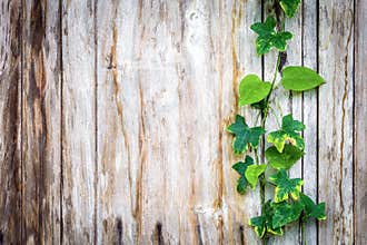 Climber plant with wood plank