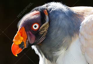 Beautiful Male King Vulture Bird