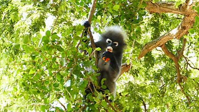 Spectacled langurs eating fruit.