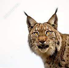 One Linx looking