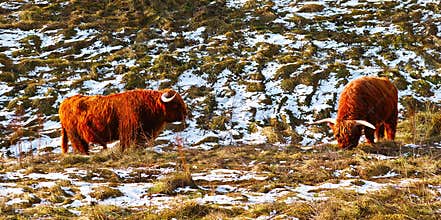 Highland cattle in field at winter