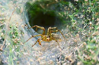 Spider in its web nest