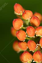 Fruits of Wild Flower