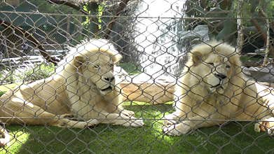 Two Lions in a zoo cage dreams of freedom