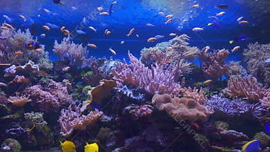 Coral Reef and Tropical Fish