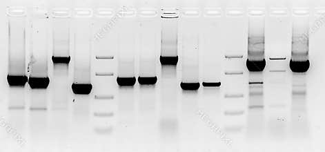 Mutation screening