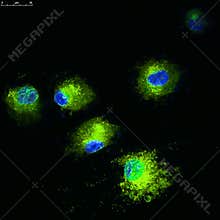 Dendritic cells