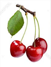 Cherry