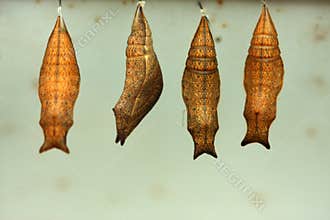 Cocoon