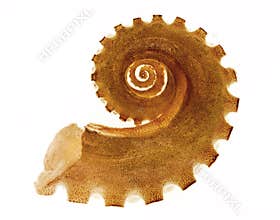 Arm of octopus