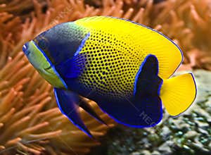Blue girdled angelfish 3