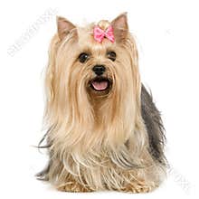 Yorkshire Terrier (6 years)