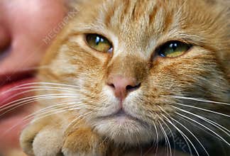 Family Cat