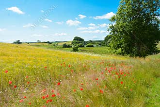 Danish summer landscape - field, meadow, trees and red poppies
