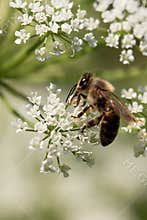 Honey bee