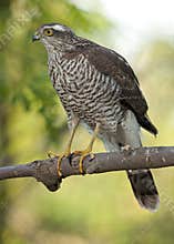 Eurasian sparrowhawk (Accipiter nisus)