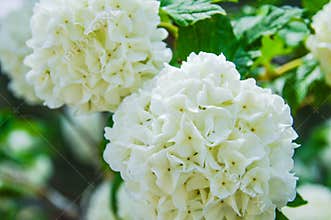 Snowball Bush