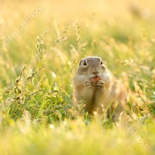 Gopher eating a hazelnut in sunlit grass
