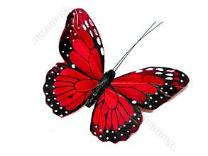 Red butterfly
