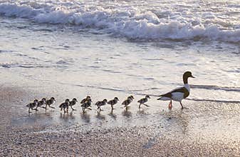Duck's family