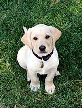 Labrador Puppy