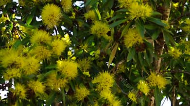 Flowering Golden Wattle