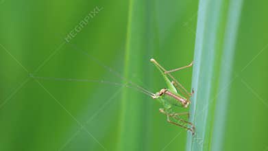Great Green Bush-Cricket moving in the wind