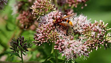 Working Hornet mimic hoverfly upon holy rope