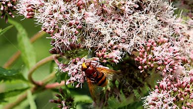 Hornet mimic hoverfly walking over holy rope