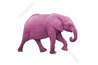 Pink Elephant
