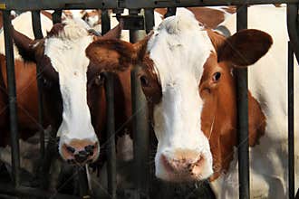 Cows are real farm animals