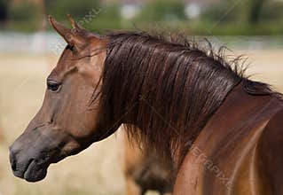 Chesnut arabian horse
