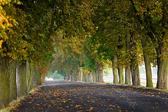 Chesnut avenue