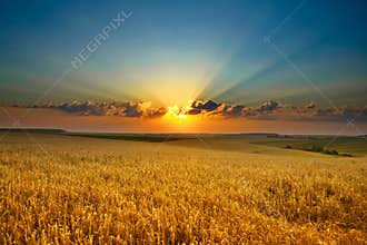 Golden field